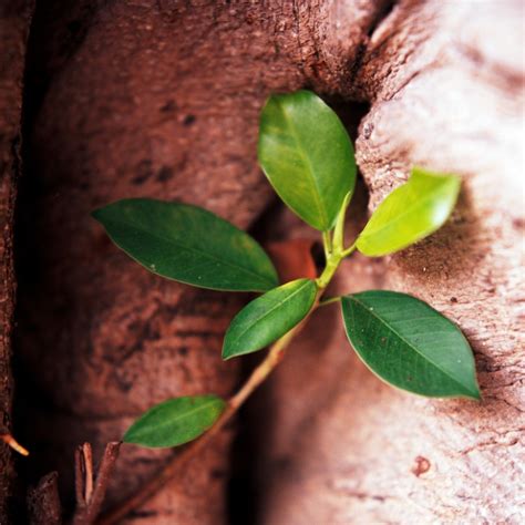 驅邪避凶|鬼月「避邪植物」推薦這5種！「抹草」沐浴可趨吉避凶，「榕樹。